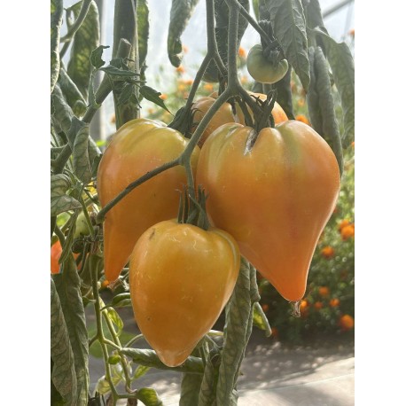 Solanum lycopersicum ' 'Zolotye Gory Medeo' - Tomate (Graines / Seeds)
