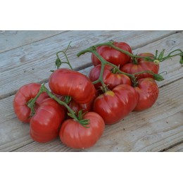 Solanum lycopersicum 'Turboreactivnyy' - Tomate (Graines / Seeds)