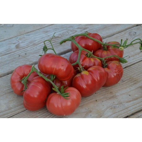 Solanum lycopersicum 'Turboreactivnyy' - Tomate (Graines / Seeds)