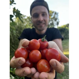 Solanum lycopersicum  'Stupice' - Tomate (Graines / Seeds)