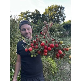 Solanum lycopersicum 'Rose Quartz' - Tomate (Graines / Seeds)