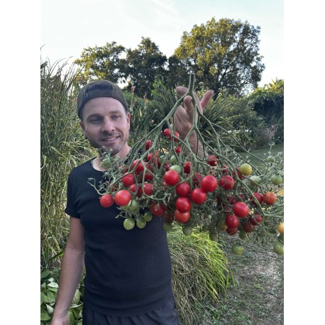 Solanum lycopersicum 'Rose Quartz' - Tomate (Graines / Seeds)