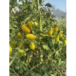 Solanum lycopersicum 'My dancing green finger' - Tomate (Graines / Seeds)