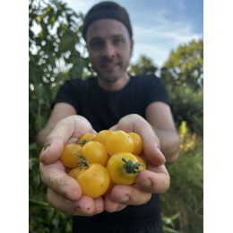 Solanum lycopersicum 'Miracle de balcon doré' - Tomate (Graines / Seeds)