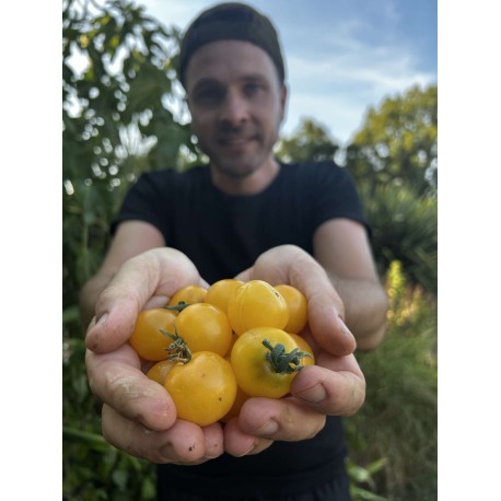 Solanum lycopersicum 'Miracle de balcon doré' - Tomate (Graines / Seeds)