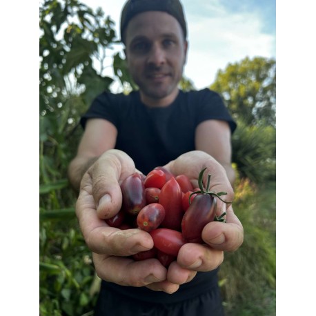 Solanum lycopersicum  'Antho Pink Panther' - Tomate (Graines / Seeds)