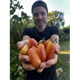 Solanum lycopersicum 'Artisan Blush' - Tomate (Graines / Seeds)
