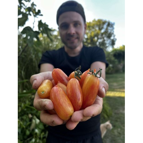 Solanum lycopersicum 'Artisan Blush' - Tomate (Graines / Seeds)