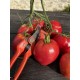 Solanum lycopersicum 'Anna Russe' - Tomate (Graines / Seeds)