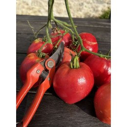 Solanum lycopersicum 'Anna Russe' - Tomate (Graines / Seeds)