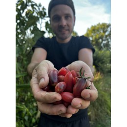 Solanum lycopersicum   'Marchenfee' - Tomate (Graines / Seeds)