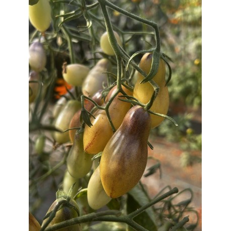 Solanum lycopersicum  'Marchengold' - Tomate (Graines / Seeds)