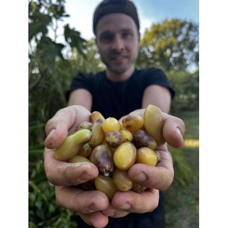 Solanum lycopersicum 'Margengel' - Tomate (Graines / Seeds)