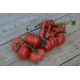 Solanum lycopersicum 'Caspian Pink' - Tomate (Graines / Seeds)