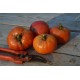 Solanum lycopersicum 'La Carotina' - Tomate (Graines / Seeds)