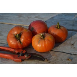 Solanum lycopersicum 'La Carotina' - Tomate (Graines / Seeds)
