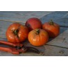 Solanum lycopersicum 'La Carotina' - Tomate (Graines / Seeds)
