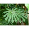 Manihot grahamii - Manioc rustique 2025 (Graines / seeds)