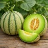 Cucumis melo 'Vert grimpant' - Melon (Graines / seeds)