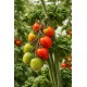 Tomate cocktail 'Stick' (Graines / seeds)