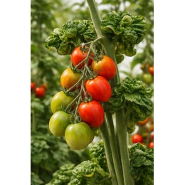 Solanum lycopersicum 'Stick' (Graines / seeds) - Tomate à feuilles crispées, recroquevillées