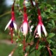 Fuchsia magellanica var. arauco - Le Jardin des Curieux