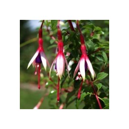 Fuchsia magellanica var. arauco - Le Jardin des Curieux