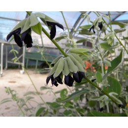 Salvia discolor - Sauge Cassis