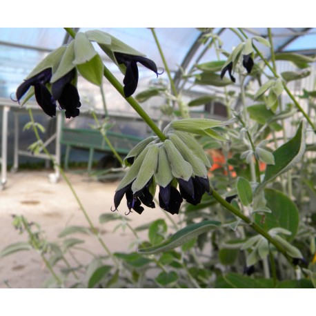 Salvia discolor