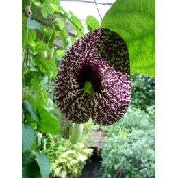 Aristolochia littoralis - Aristoloche