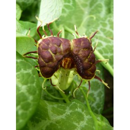 Aristolochia fimbriata