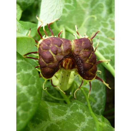 Aristolochia fimbriata