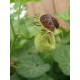 Aristolochia fimbriata  - Aristoloche semi rustique (Plant)