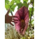 Aristolochia gigantea var.brasilensis