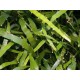 Homalocladium platycladum - Plante ruban