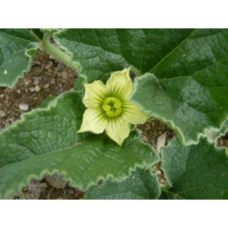 Ecbalium elaterium