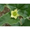 Ecbalium elaterium