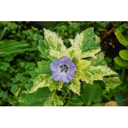 Nicandra physalodes 'Variegata' - Nicandre faux coqueret panaché (graines / seeds)