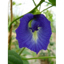 Clitoria ternatea - Pois bleu / Fleur Clitoris (Graines / Seeds)