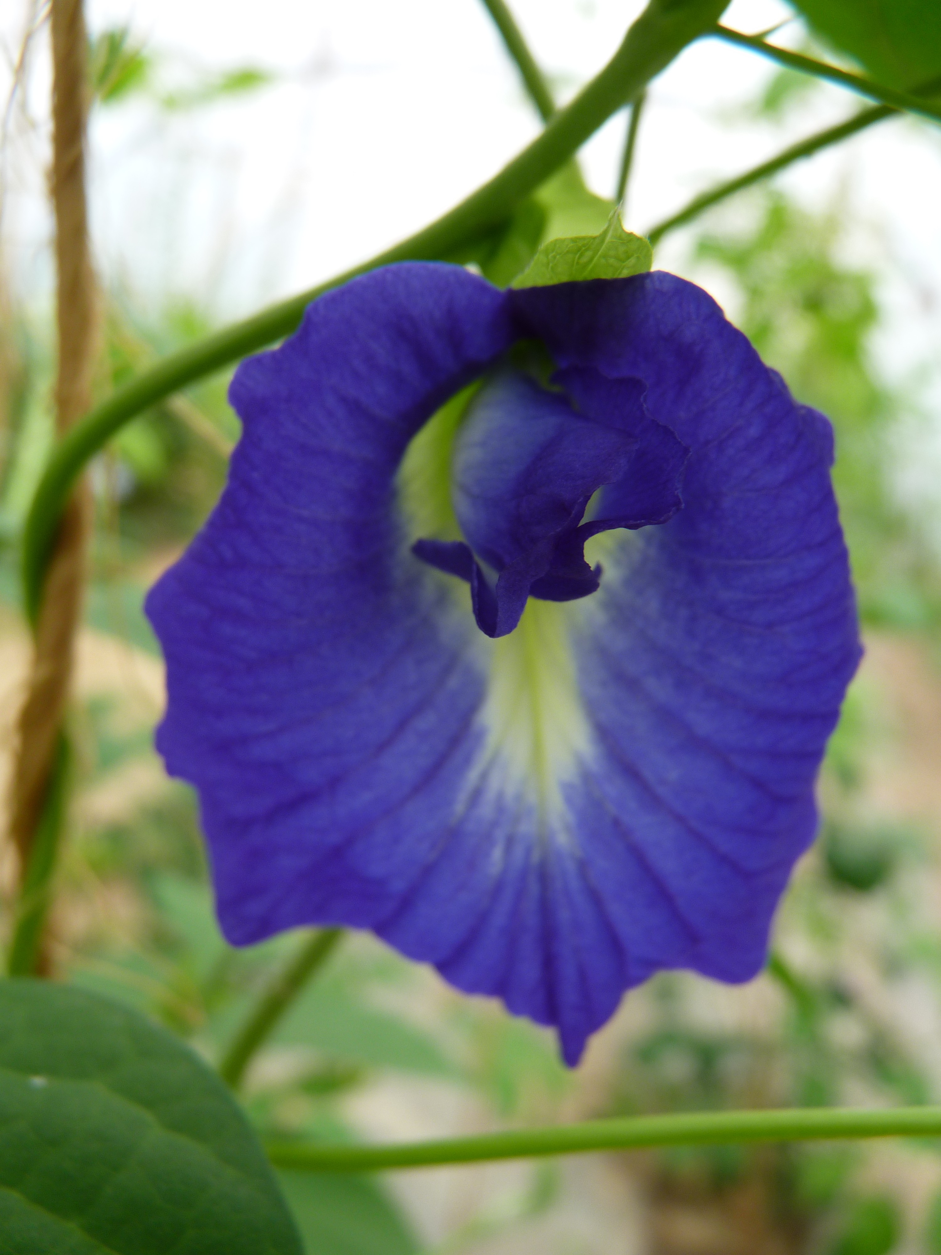 Clitoria ternatea - Fleur Clitoris ou Pois bleu (graines / seeds)