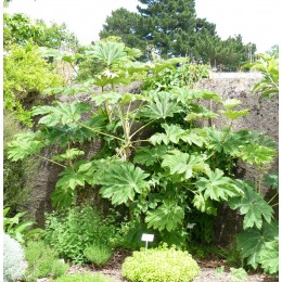 Tetrapanax papyrifera 'Rex' - Tetrapanax