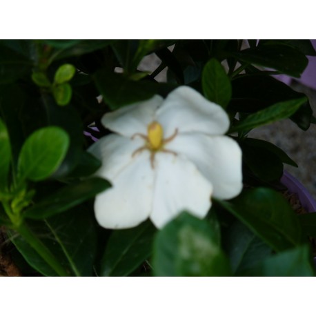 Gardenia jasminoïdes 'Kleim's Hardy' - Gardénia rustique