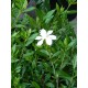Gardenia jasminoïdes 'Perfumed Petticoats’ - Gardénia rustique