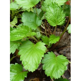 Fragaria monophylla - Fraisier monophylle (à une feuille)