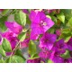 Bougainvillea 'Elisabeth Angus' - Bougainvillier ou Bougainvilée