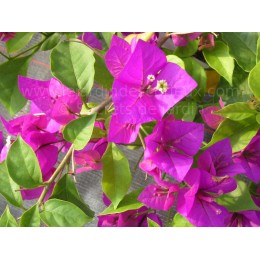 Bougainvillea 'Elisabeth Angus' - Bougainvillier ou Bougainvilée