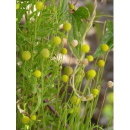 Helenium aromaticum - Plante à odeur de "Fraise Tagada" (Graines / seeds)