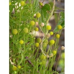 Helenium aromaticum