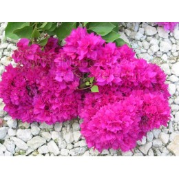 Bougainvillea ''Pourpre  double'' - Bougainvillier ou Bougainvilée