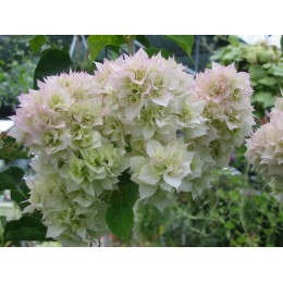 Bougainvillea ''Blanc double'' - Bougainvillier ou Bougainvilée